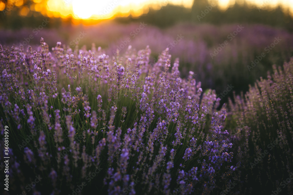 Beautiful lavender flowers blooming at sunset. Concept of beauty, aroma and aromatherapy	