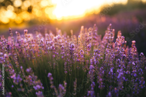 Beautiful lavender flowers blooming at sunset. Concept of beauty, aroma and aromatherapy  © Miha Creative