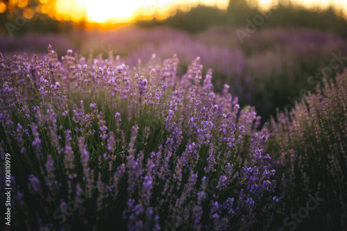 Beautiful lavender flowers blooming at sunset. Concept of beauty  aroma and aromatherapy 