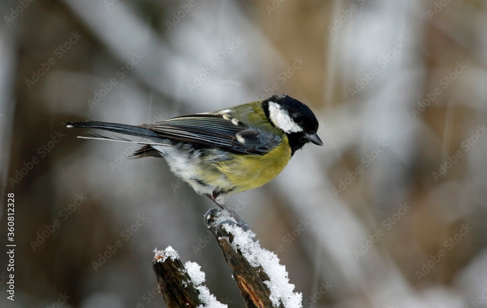 Great tit in the woods Great tit in the woods