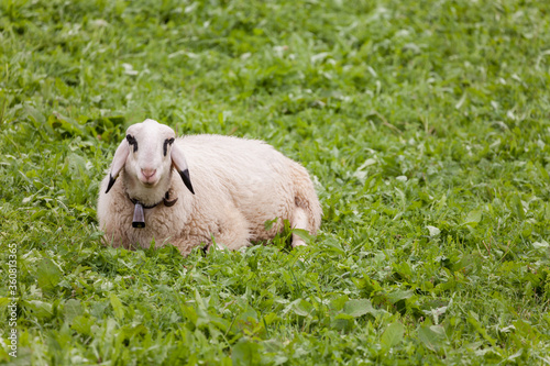 Brillenschaf sheep in an Italian mountain  pasture photo