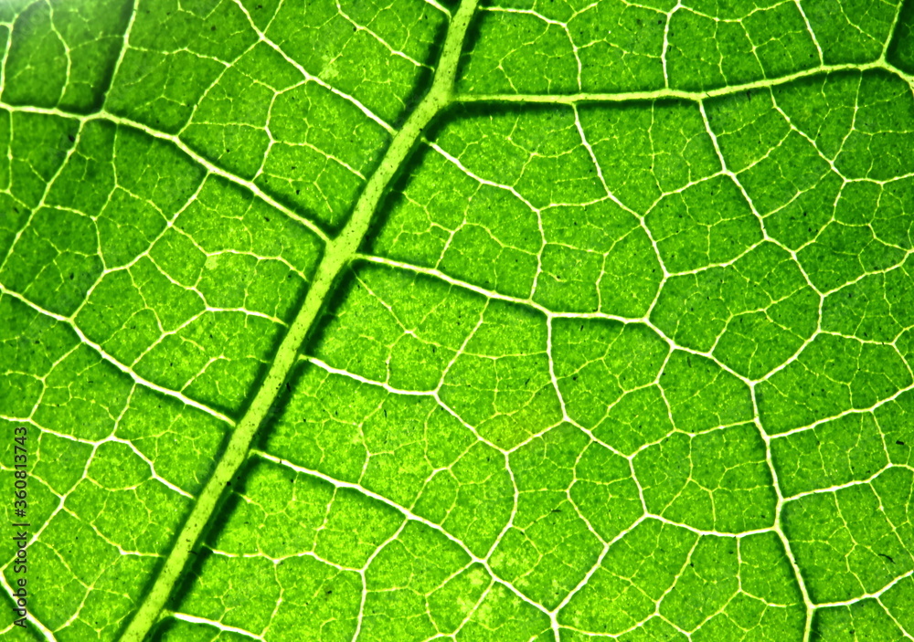 texture of green leaves in nature for background texture of green leaves in nature for background