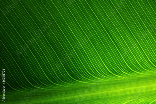 texture of green leaves in nature for background
