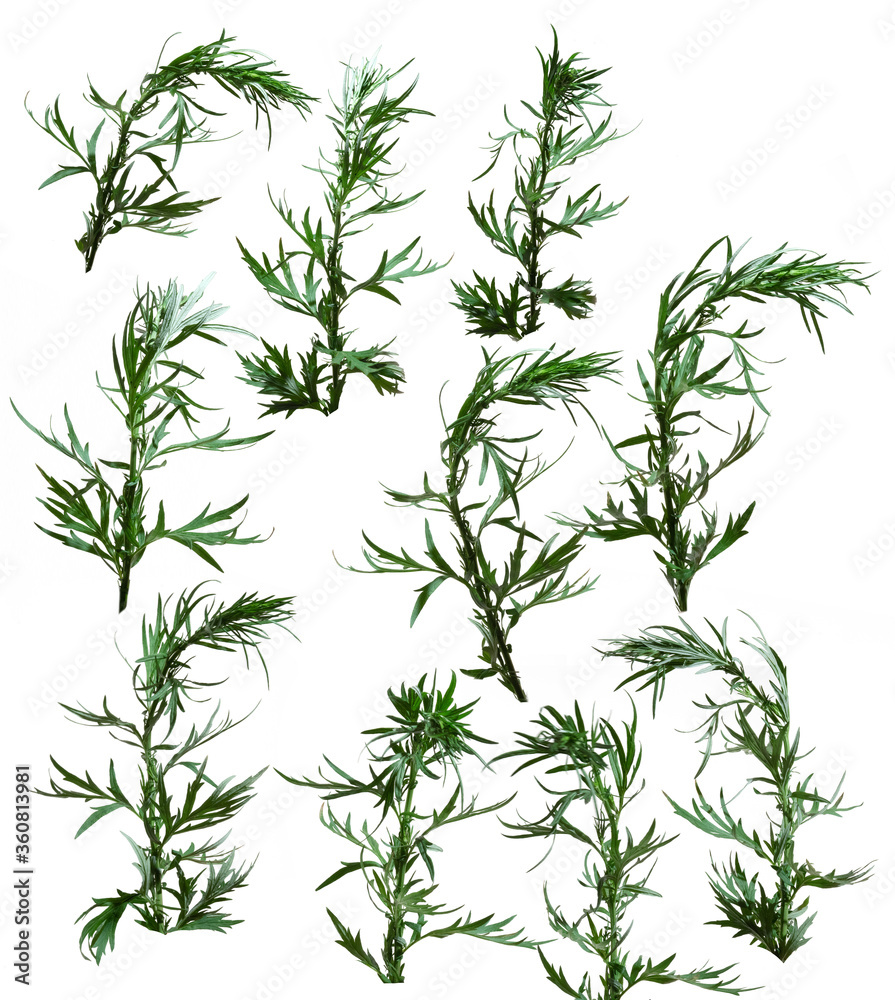 Many different bushes of the same grass on a white background photographed under sunlight.