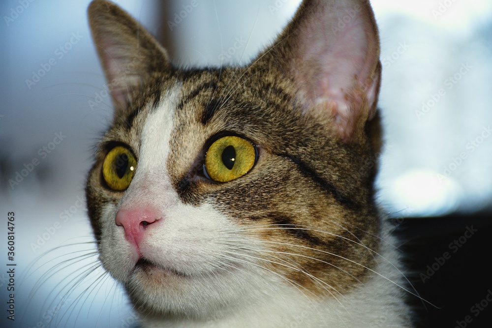 Sweet domestic cat in different poses. Almost White Cat. Sweet domestic cat in different poses. Almost White Cat.