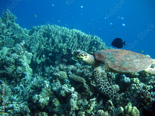 Sea turtles . Great Reef Turtle .Bissa. © Vitalii6447