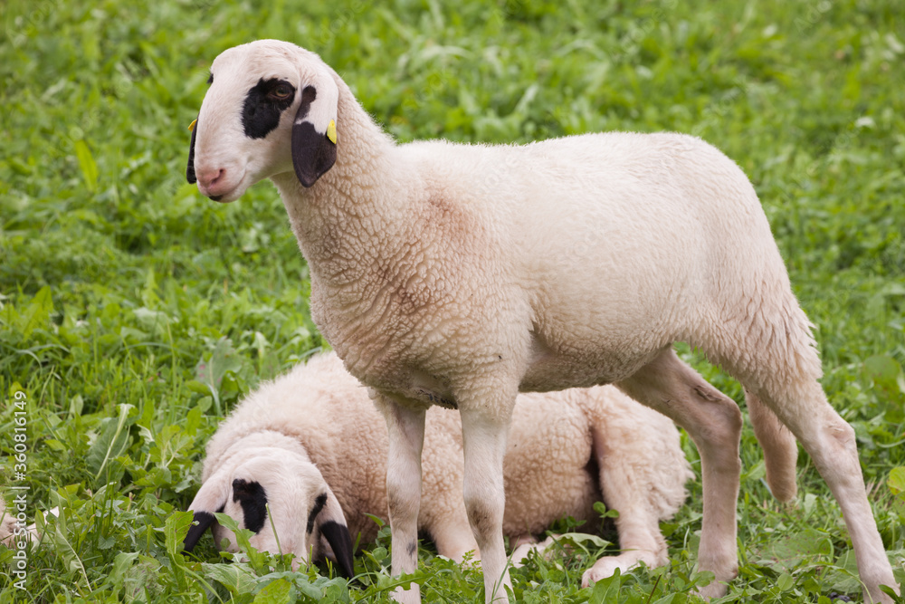 Brillenschaf sheep in an Italian mountain pasture Brillenschaf sheep in an Italian mountain pasture
