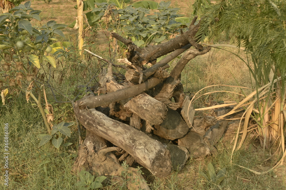 Wood for Fire collected in a ground.