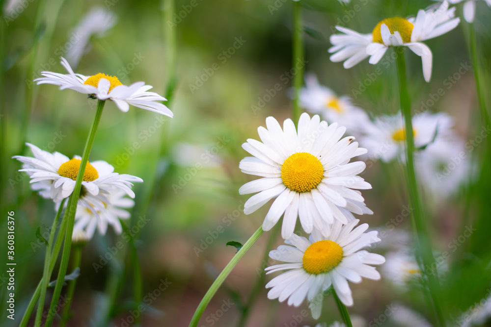 Garden daisies, Leucanthemum vulgare, on a natural background. Flowering of daisies. Oxeye daisy, Daisies, Dox-eye, Common daisy, Dog daisy, Moon daisy. Gardening concept Garden daisies, Leucanthemum vulgare, on a natural background. Flowering of daisies. Oxeye daisy, Daisies, Dox-eye, Common daisy, Dog daisy, Moon daisy. Gardening concept