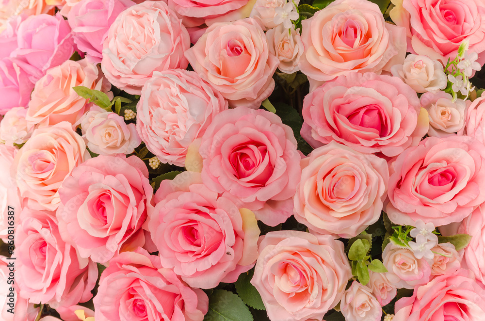 Many pink rose flower. Many pink rose flower.