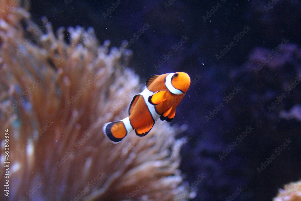 White and orange clownfish swimming in the water - obrazy, fototapety, plakaty 