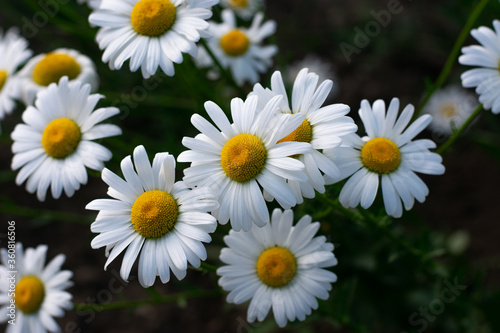 Garden daisies  Leucanthemum vulgare  on a natural background. Flowering of daisies. Oxeye daisy  Daisies  Dox-eye  Common daisy  Dog daisy  Moon daisy. Gardening concept