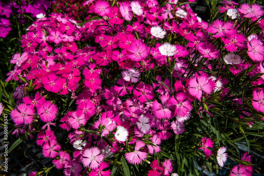 Close-up of pink and white Dianthus flowers with dark green leaves. Pink flower background.
Close-up of pink and white Dianthus flowers with dark green leaves. Pink flower background.
