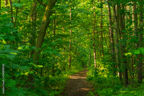 footpath in the woods