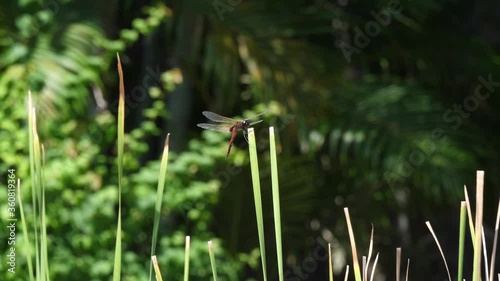 Dragonfly in the garden. macro video. Dragonfly garden in Bali, Indonezia.	 photo