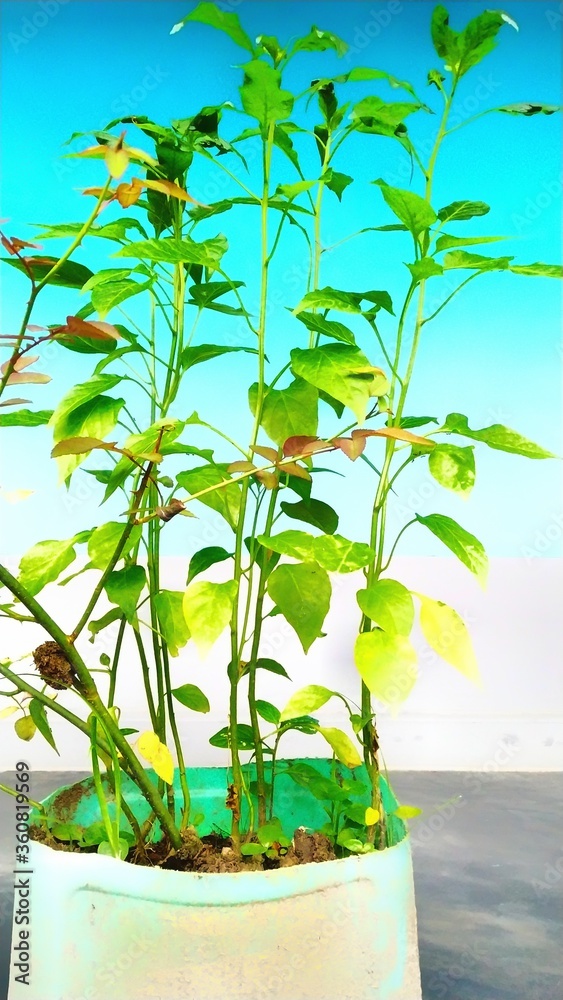 Obraz premium Some chilli seedlings in a pot.