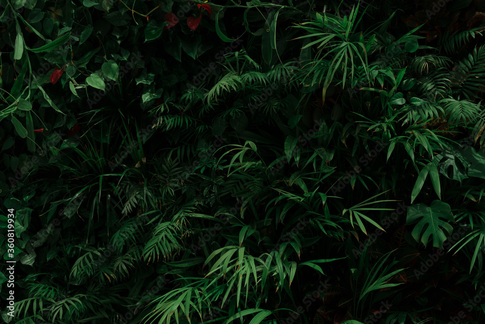 Fototapeta premium Tropical leawes background. Natural wallpaper.