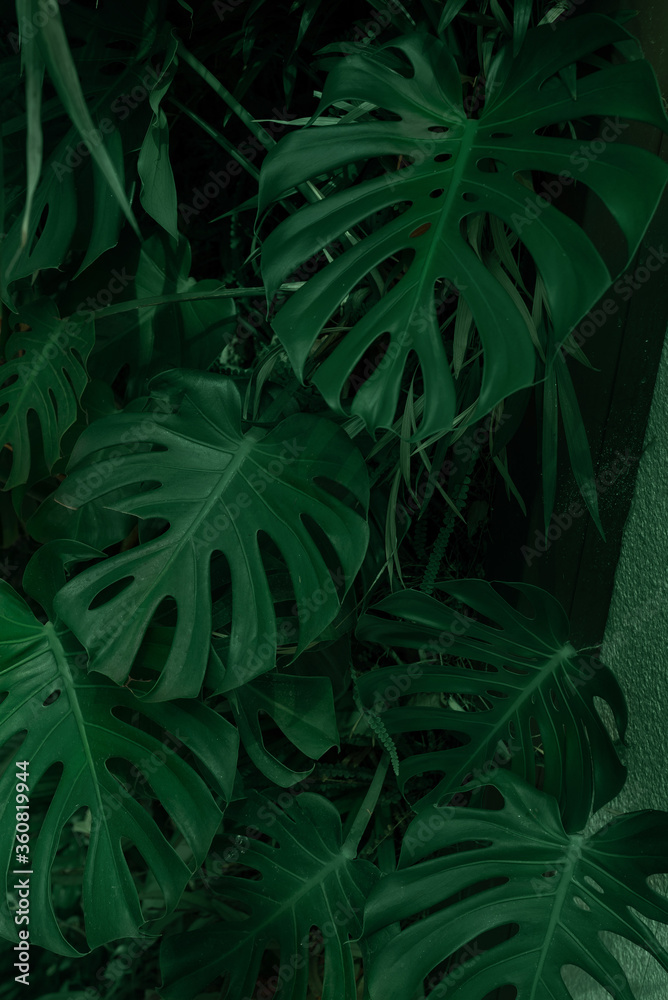 Monstera tropical background, Deep green color, natural concept Monstera tropical background, Deep green color, natural concept