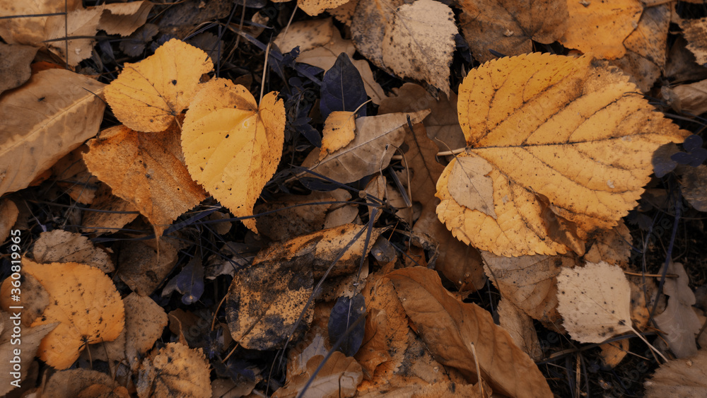 autumn background of fallen leaves natural brown yellow ochre golden background.