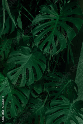 Monstera tropical background, Deep green color, natural concept