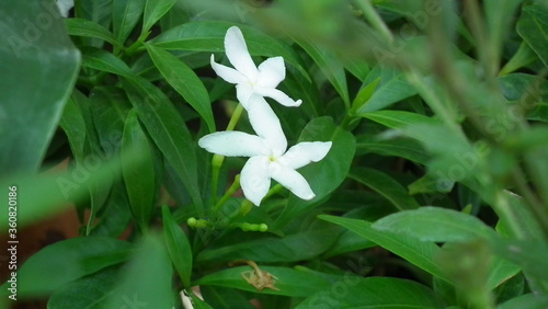 Close up White flower