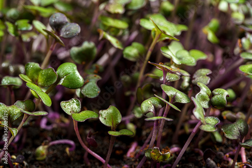 Red cabbage, fresh sprouts and young leaves front view , Vegetable and microgreen. Also purple cabbage, red or blue kraut. Cotyledons of Brassica oleracea in potting compost. Macro photo.