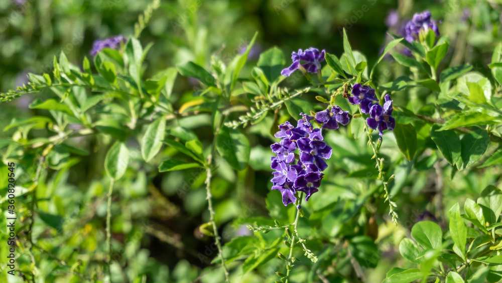 Duranta erecta, Purple small flowers on blurred background, Selective focus Duranta erecta, Purple small flowers on blurred background, Selective focus