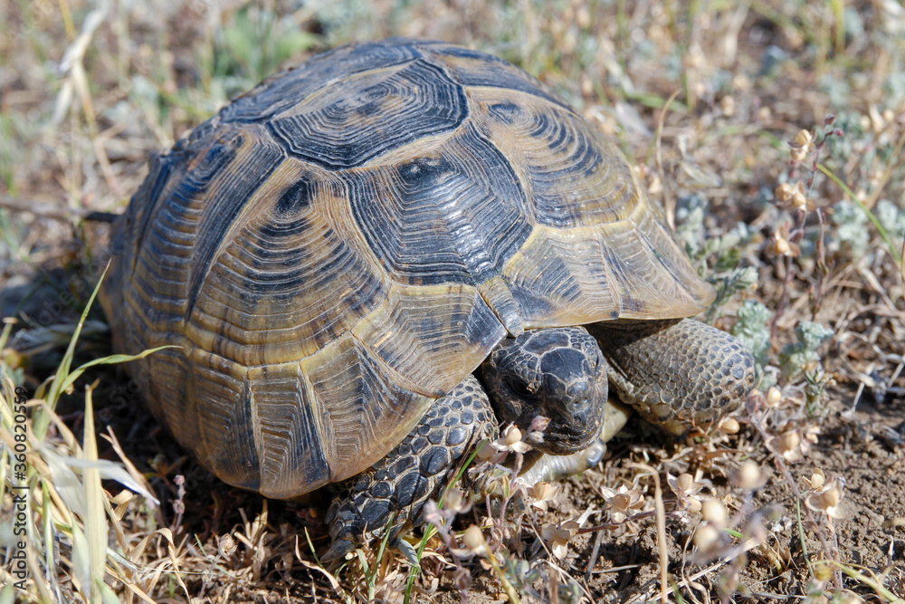 Greek tortoise (Testudo graeca, also known commonly as the spur-thighed tortoise). Dagestan, North Caucasus, Russia. Greek tortoise (Testudo graeca, also known commonly as the spur-thighed tortoise). Dagestan, North Caucasus, Russia.