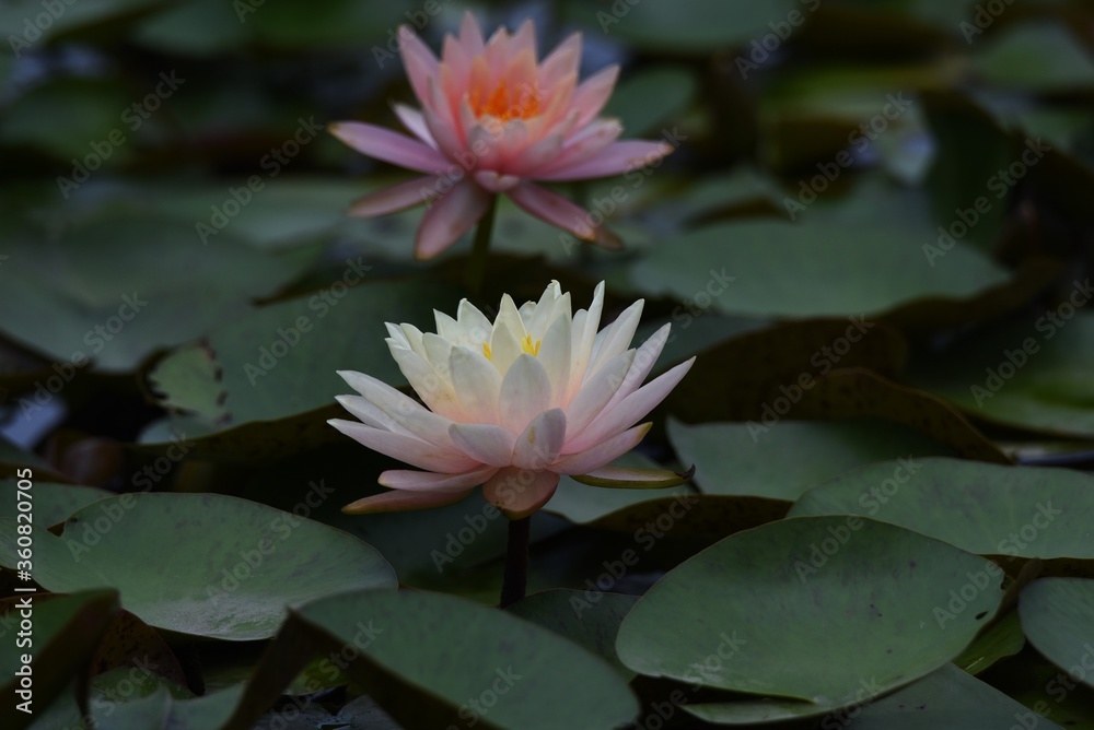 Water lily is an aquatic perennial of Nymphaeaceae. Water lily is an aquatic perennial of Nymphaeaceae.
