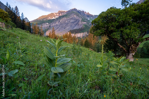 Weistannental in der Schweiz photo