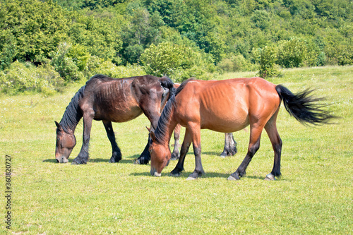 Wild horses in nature of Velebit mountain view, © xbrchx