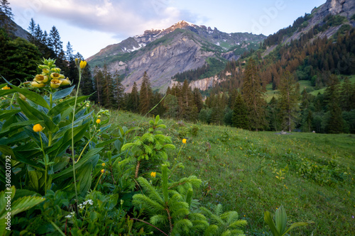 Weistannental in der Schweiz photo