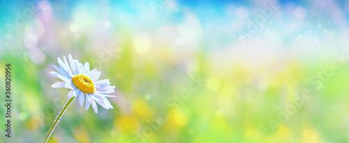 chamomile flower, beautiful nature landscape. summer season. sunny meadow and daisy. banner. copy space