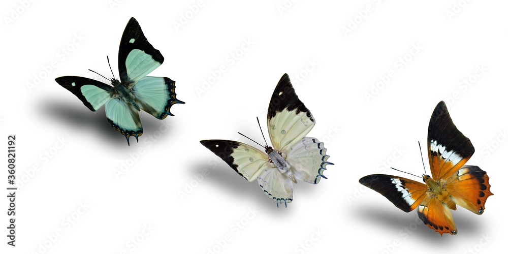 beautiful flying butterflies in a row over soft shadow and white background beautiful flying butterflies in a row over soft shadow and white background