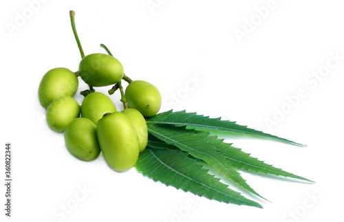 Medicinal neem leaves with fruit over white Background