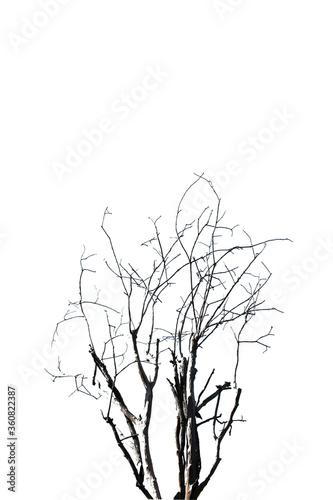Dead and dry tree isolated on white