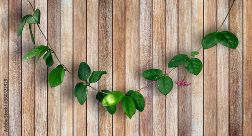 Old wood plank wall texture and hoya ovalifolia tree for decoration background or backdrop. photo