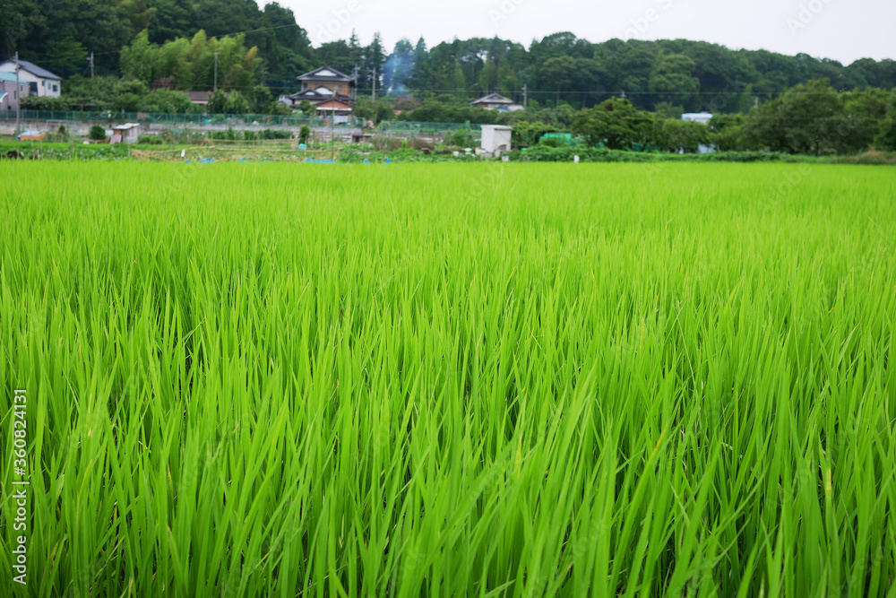 6月の青々とした稲のある田んぼと遠景に山と家 Stock Photo | Adobe Stock