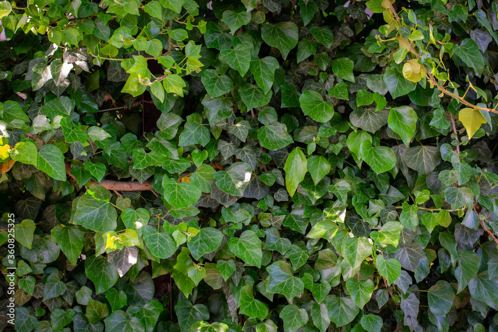 Ivy (Hedera). Wall covered with foliage. Natural green background. Green leaves background.