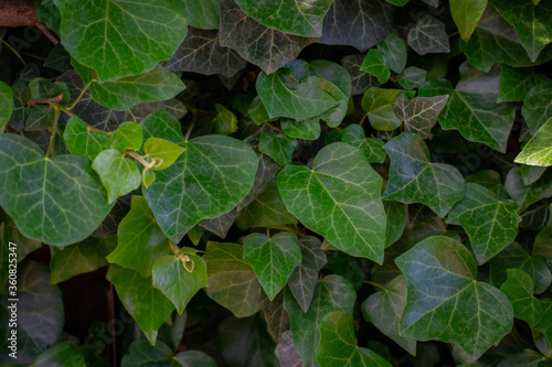 Many leafs of ivy cover a wall, summer background. Hedera helix, young leaves. 