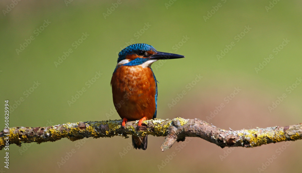Fototapeta premium Male common kingfisher fishing