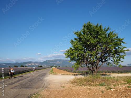 cyclistes sur une route du plateau de Valensole - Provence