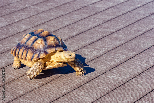 Turtle is walking on the st...