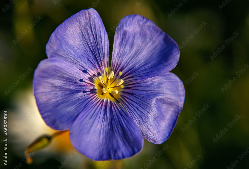 Linen blue flower close up with blurred background Linen blue flower close up with blurred background