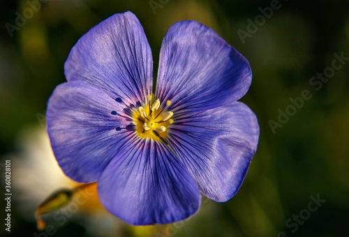 Linen blue flower close up with blurred background
