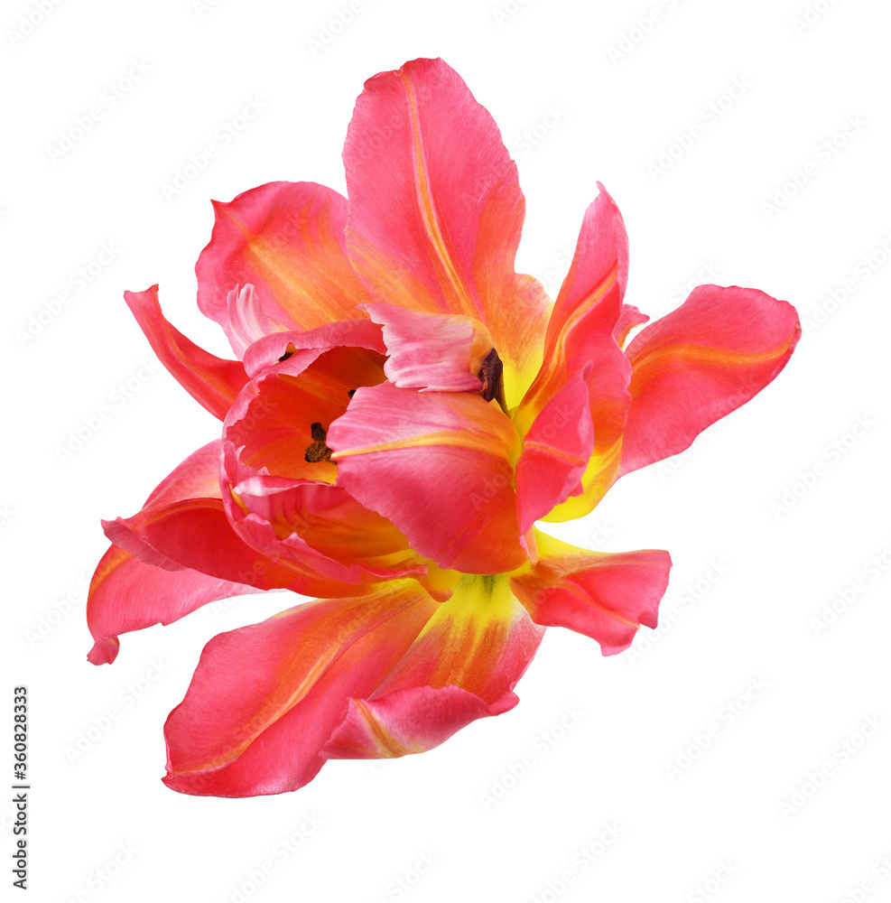 Coral tulip flower
