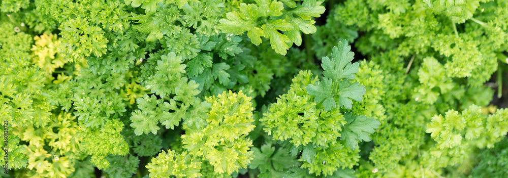 Fresh juicy parsley branches closeup. Useful vegetarian spices.