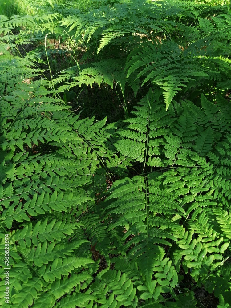 forest trees. nature green wood sunlight backgrounds. forest trees. nature green wood sunlight backgrounds.
