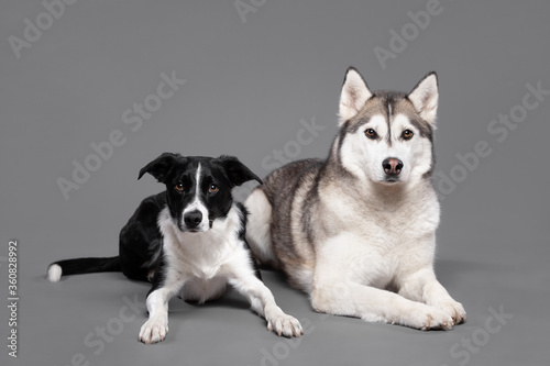 isolated siberian husky dog and a border collie lying down next to each other  in a studio on a grey seamless background