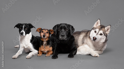 isolated group photo of four dogs  a border collie  a small dachshund type mixed breed dog  a black labrador and a siberian husky lying down next to each other in a studio on a grey seamless backgroun